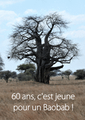 Un baobab, symbole de sagesse pour 60 ans